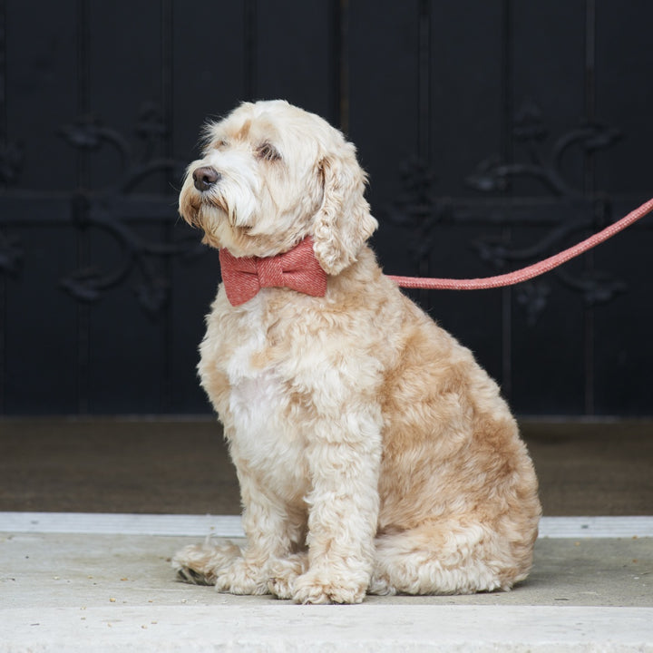 Orange Tweed Dog Bow Tie - Sweet William