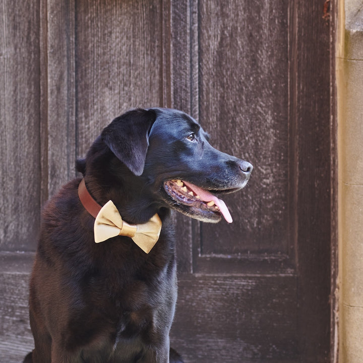 Gold Velvet Dog Bow Tie - Sweet William