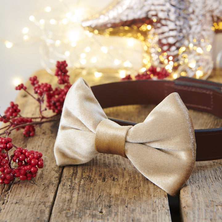 Gold Velvet Dog Bow Tie - Sweet William