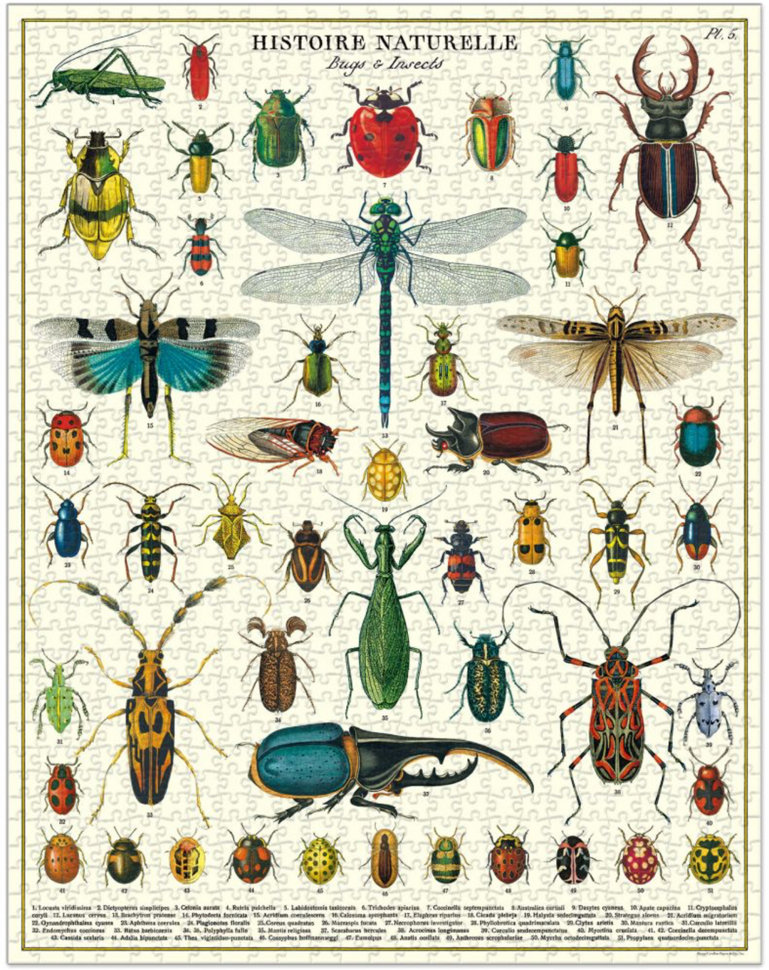 Cavallini & Co. 1000 Piece Puzzle -  Bugs  & Insects