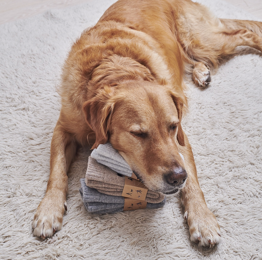 Sweet William Wool Socks - Golden Retriever