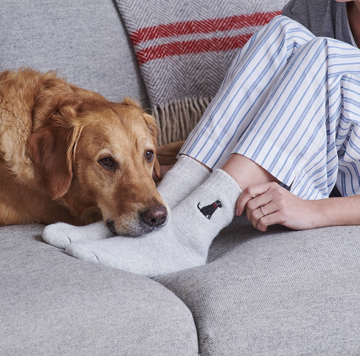 Sweet William Wool Socks - Black Labrador