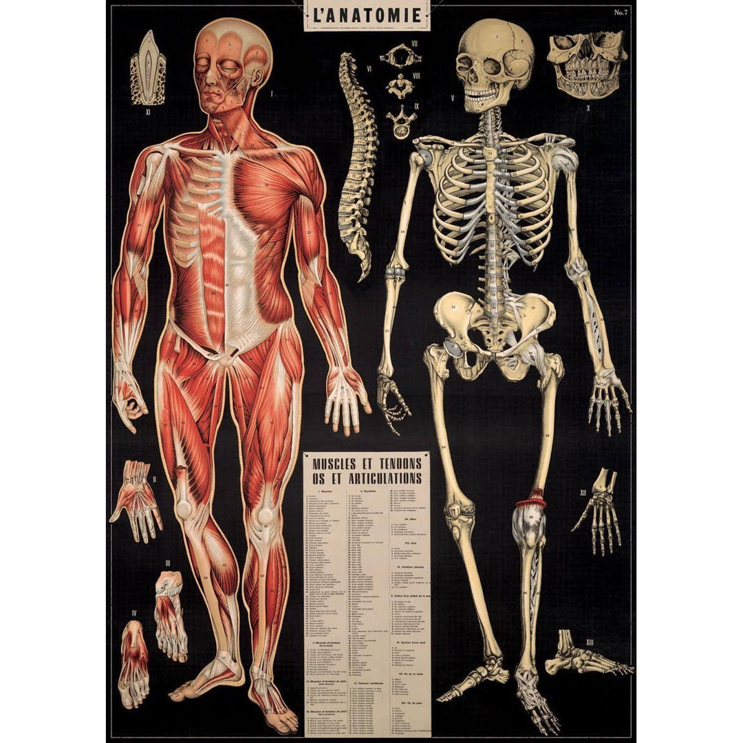 L'Anatomie Poster