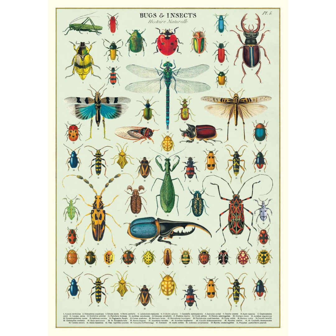 Bugs & Insects Poster