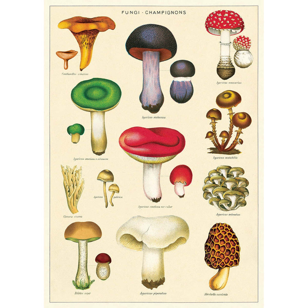 Mushrooms 2 Poster