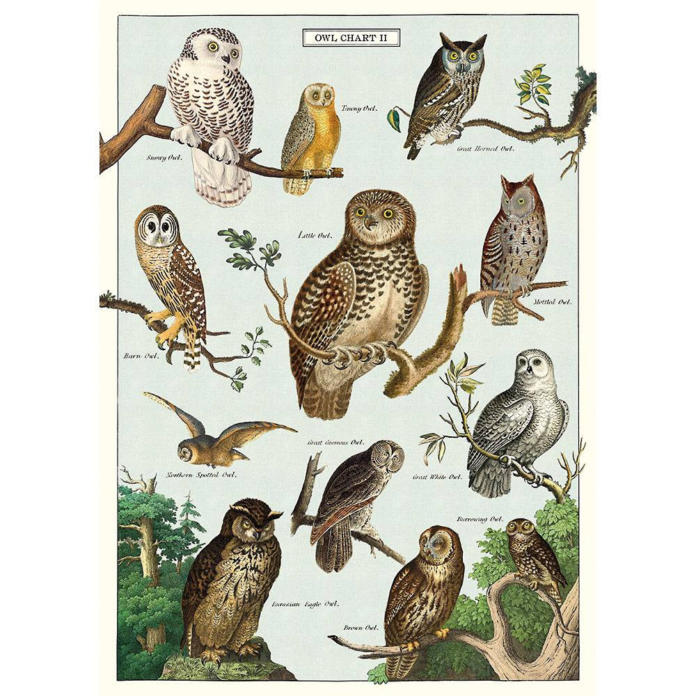 Owl Chart Poster